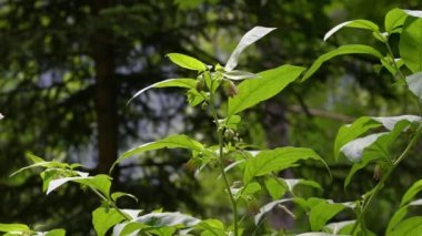 Doğal ortamda ölümcül itüzümü çiçek açıyor (Atropa belladonna)