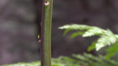 Ölümcül İtüzümü, gövde, otçul bitki (Atropa belladonna)