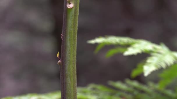 草本植物 贝雷达娜阿托玛 — 图库视频影像