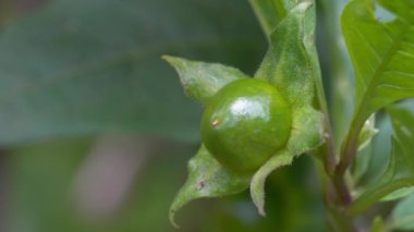 Ölümcül İtüzümü, olgunlaşmamış meyve (Atropa belladonna)