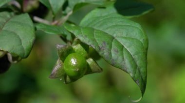 Ölümcül İtüzümü, meyve olgunlaştırma (Atropa belladonna)