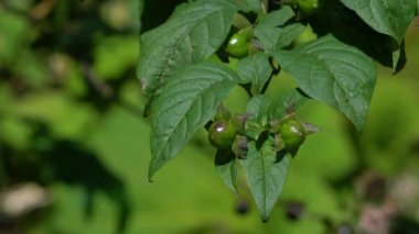 Ölümcül İtüzümü, meyve olgunlaştırma (Atropa belladonna)