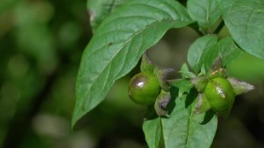 Ölümcül İtüzümü, meyve olgunlaştırma (Atropa belladonna)