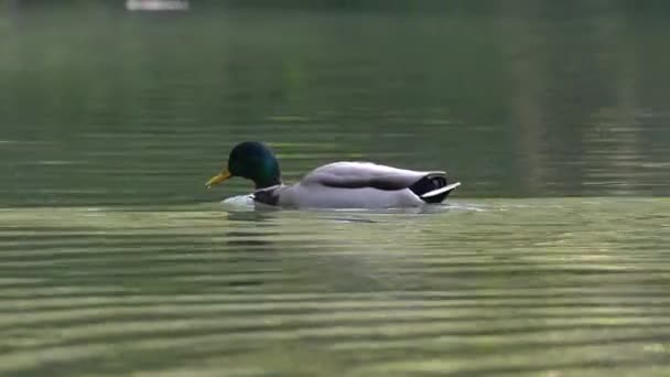 Mallard Wild Duck Természetes Környezetben Férfi Anas Platyrhynchos — Stock videók