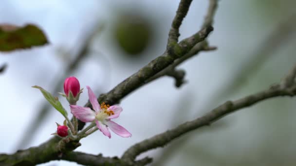 Bio Apfel Zweite Blüte Des Jahres Herbst — Stockvideo