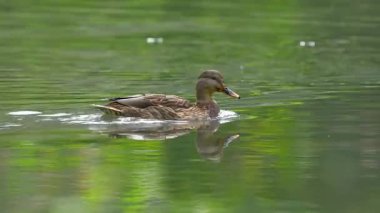 Mallard, Wild Duck in natural ambient, woman (Anas platyrhynchos)