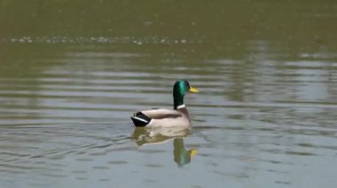 Mallard, Wild Duck in natural ambient, male (Anas platyrhynchos)
