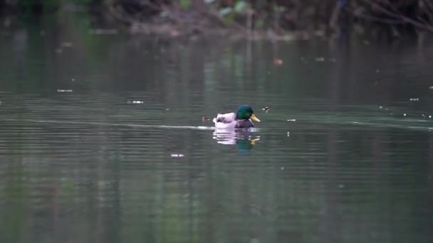 Mallard Wild Duck Φυσικό Περιβάλλον Αρσενικό Anas Platyrhynchos — Αρχείο Βίντεο
