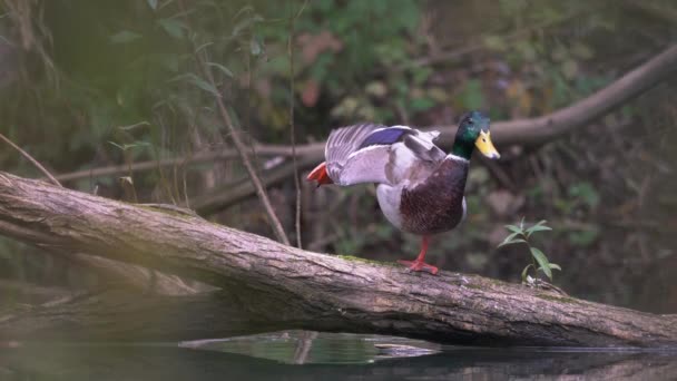 Mallard Wild Duck Natural Ambient Male Anas Platyrhynchos — Stok video