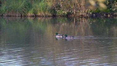 Mallard, Wild Duck in natural ambient, male (Anas platyrhynchos)