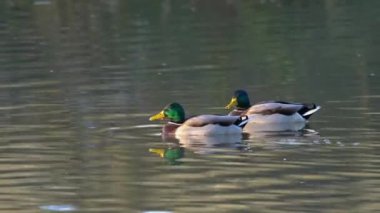 Mallard, Wild Duck in natural ambient, male (Anas platyrhynchos)