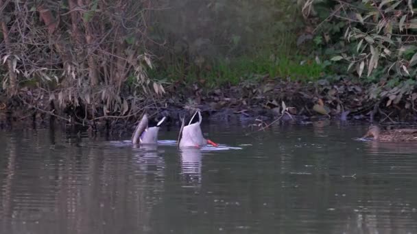 Mallard Wild Duck Lingkungan Alami Kelompok Anas Platyrhynchos — Stok Video
