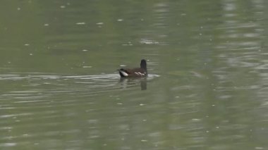 Doğal ortamda Avrasya ortak Moortavuğu (Gallinula kloropusu)