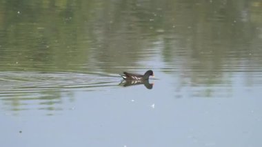 Doğal ortamda Avrasya ortak Moortavuğu (Gallinula kloropusu)