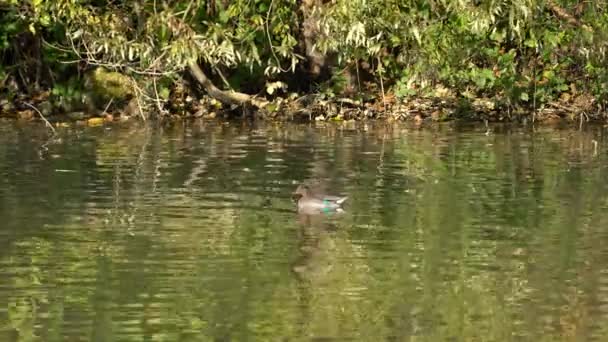 自然环境中的欧亚绿翅燕麦 Anas Crecca — 图库视频影像