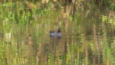 Avrasya Yeşil Kanatlı Teal doğal ortamda, erkek (Anas crecca)