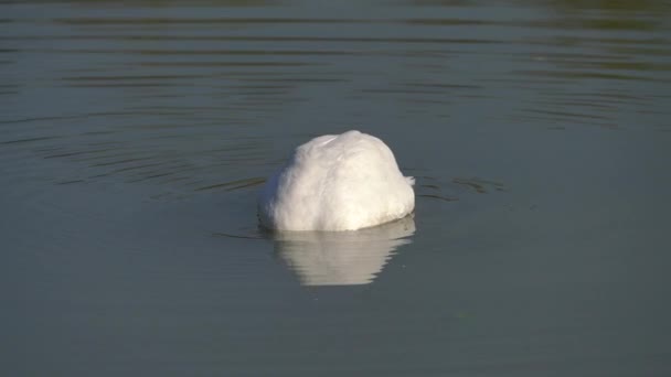 Mute Swan Естественной Среде Cygnus Color — стоковое видео