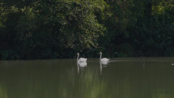 Mute Swan Naturalnym Otoczeniu Para Cygnus Olor — Wideo stockowe