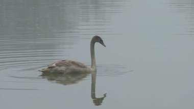 Doğal ortamda sessiz kuğu, genç (Cygnus olor))