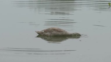 Doğal ortamda sessiz kuğu, genç (Cygnus olor))