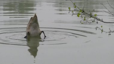 Doğal ortamda sessiz kuğu, genç (Cygnus olor))