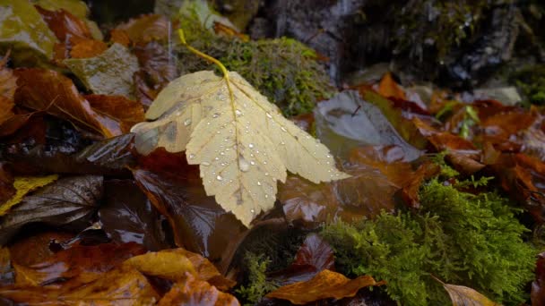 Лесные Капли Падают Осенние Листья Мох — стоковое видео