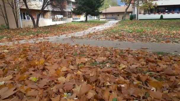 风带着秋天的树叶在城市公园里 — 图库视频影像