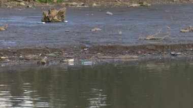 Nehir yatağında ve suda çöp ve plastik atık
