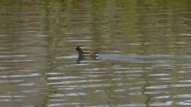 Doğal ortamda Avrasya ortak Moortavuğu (Gallinula kloropusu)