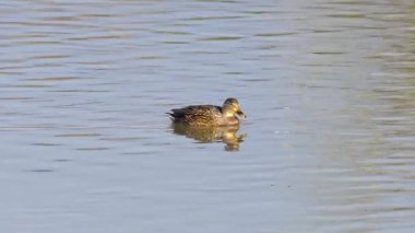 Mallard, Wild Duck in natural ambient, woman (Anas platyrhynchos)