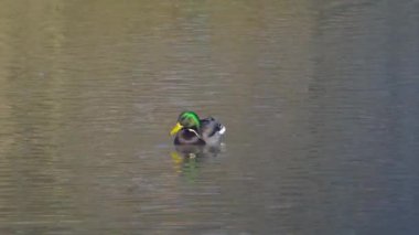 Mallard, Wild Duck in natural ambient, male (Anas Platyrhynchos)