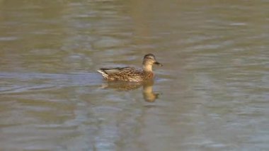 Mallard, Wild Duck in natural ambient, woman (Anas platyrhynchos)