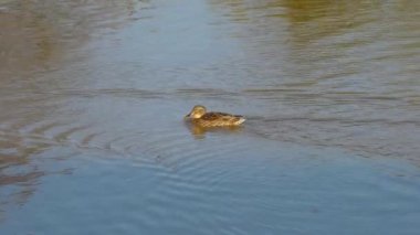 Mallard, Wild Duck in natural ambient, woman (Anas platyrhynchos)