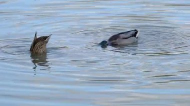 Mallard, Wild Duck in natural ambient, partner, food (Anas Platyrhynchos)