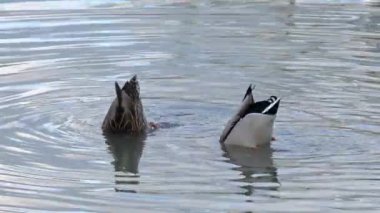 Mallard, Wild Duck in natural ambient, partner, food (Anas Platyrhynchos)