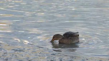 Mallard, Wild Duck in natural ambient, woman, food (Anas Platyrhynchos)