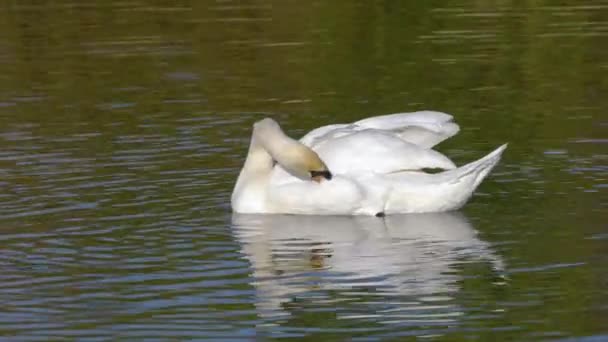 Mute Swan Lingkungan Alami Cygnus Olor — Stok Video