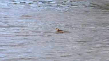 Doğal ortamdaki küçük yunus balığı (Taşibaptus ruficollis)