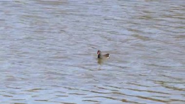 Doğal ortamda Avrasya ortak Moortavuğu (Gallinula kloropusu)