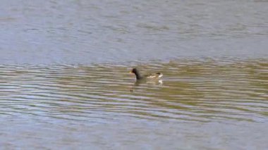 Doğal ortamda Avrasya ortak Moortavuğu (Gallinula kloropusu)