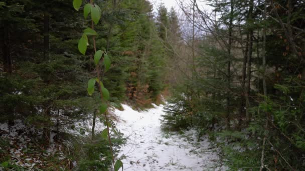 Branch Wild Blackberry Com Folhas Verdes Primeira Neve Raro Rubus — Vídeo de Stock