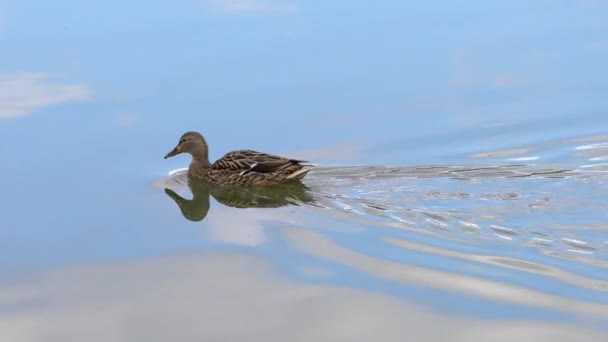 Mallard Pato Selvagem Ambiente Natural Fêmea Nadando Anas Platyrhynchos — Vídeo de Stock