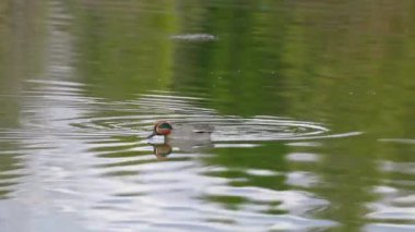 Avrasya Yeşil Kanatlı Teal doğal ortamda, erkek (Anas crecca)