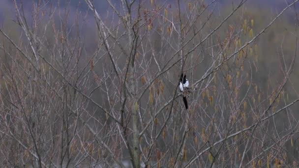 Ευρασιατική Κίσσα Καθαρισμός Φτερών Άνοιξη Pica Pica — Αρχείο Βίντεο