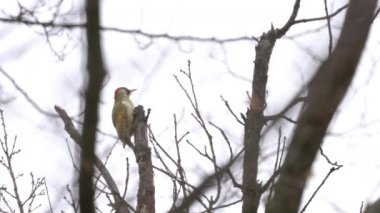 European Green Woodpecker on the tree, female (Picus viridis)