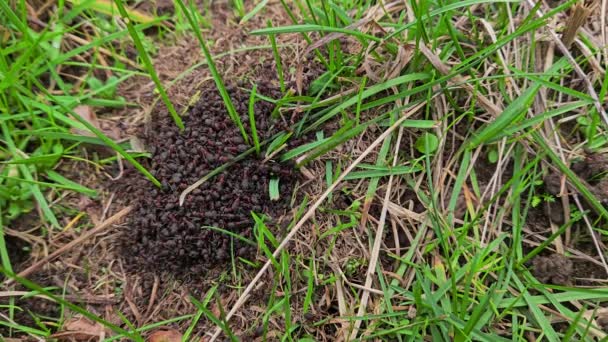 Beginn Der Bauarbeiten Ameisenhaufen — Stockvideo