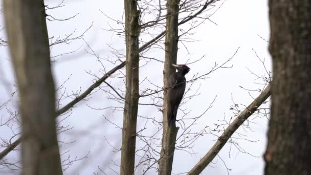 Dzięcioł Czarny Drzewie Samiec Obserwacja Dryocopus Martius — Wideo stockowe