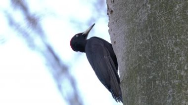 Kara Ağaçkakan, erkek, gözlem (Dryocopus martius)