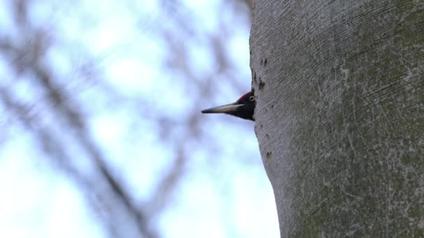 Pájaro Carpintero Negro Árbol Macho Observación Desde Nido Dryocopus Martius — Vídeo de stock