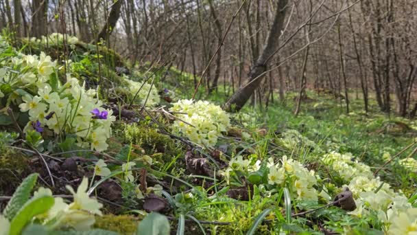 Onagra Común Ambiente Natural Primavera Primula Vulgaris — Vídeos de Stock